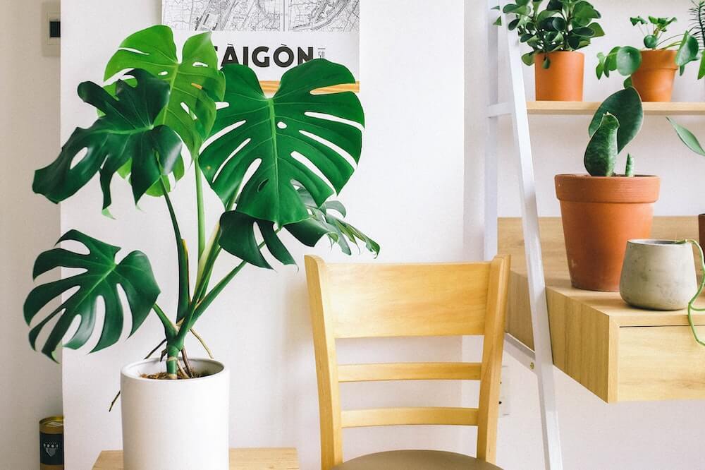 Incorporating Greenery at Home with Indoor Plants for a Refreshing Atmosphere